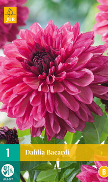 X 1 DAHLIA BACARDI I