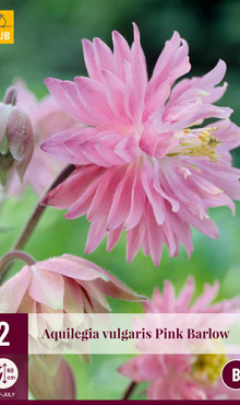 X 2 AQUILEGIA PINK BARLOW I