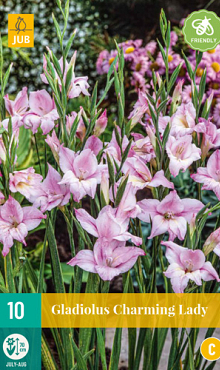 X 10 GLADIOLUS CHARMING LADY 8/9