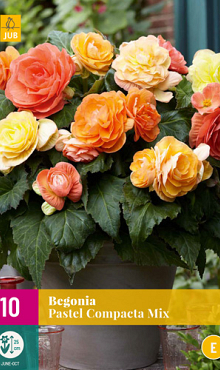 X 10 BEGONIA PASTEL COMPACTA MIX 3/4