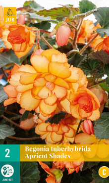 X 2 BEGONIA TUBERHYBRIDA APRICOT SHADES 5/6