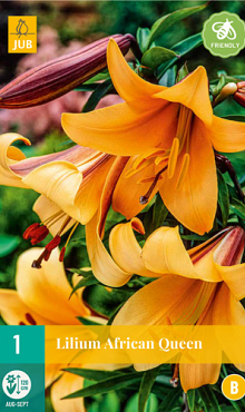 X 1 LILIUM AFRICAN QUEEN 16/18