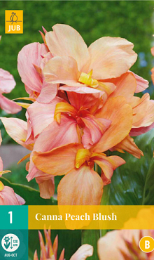 X   1 CANNA PEACH BLUSH I