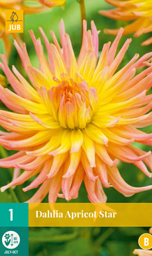 X 1 DAHLIA APRICOT STAR I