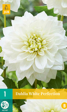 X 1 DAHLIA WHITE PERFECTION I