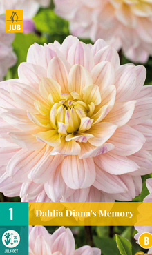 X 1 DAHLIA DIANA'S MEMORY I
