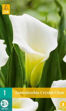 X   1 ZANTEDESCHIA CRYSTAL CLEAR 14/16