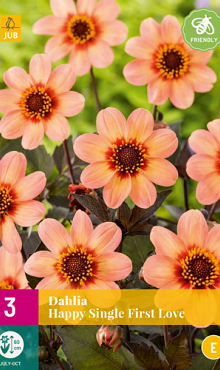X 3 DAHLIA HAPPY SINGLE FIRST LOVE I