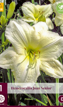 X 1 HEMEROCALLIS JOAN SENIOR I