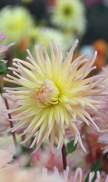 X 10 DAHLIA APRICOT STAR I