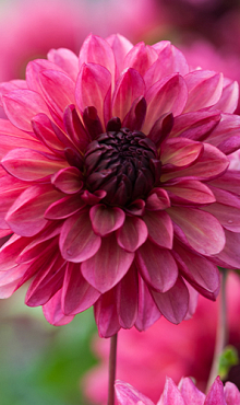 X 10 DAHLIA BACARDI I