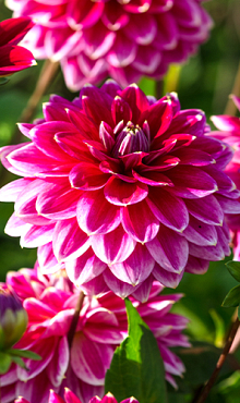 X 10 DAHLIA MALDINI I