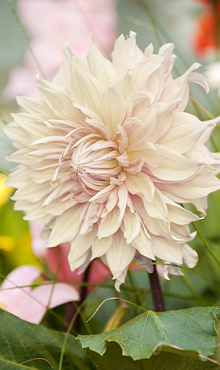 X 10 DAHLIA CAFE AU LAIT I