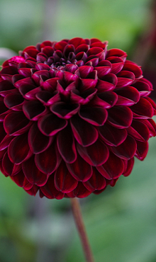 X 10 DAHLIA DARK SPIRIT I