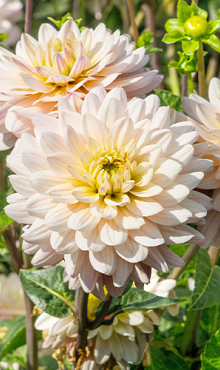 X 10 DAHLIA DIANA'S MEMORY I
