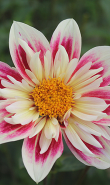 X 10 DAHLIA FASHION MONGER I