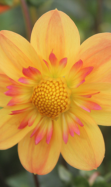 X 10 DAHLIA KELSEY ANNIE JOY I