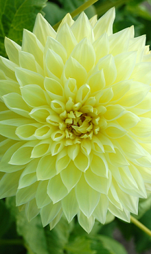X 10 DAHLIA KELVIN FLOODLIGHT I