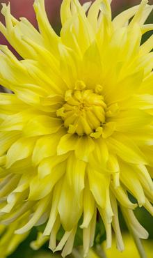 X 10 DAHLIA KENNEMERLAND I