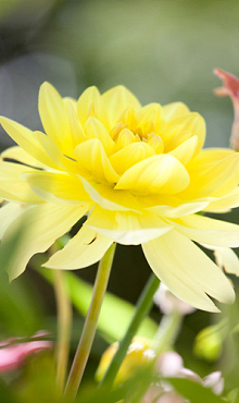 X 10 DAHLIA GLORY OF HEEMSTEDE I