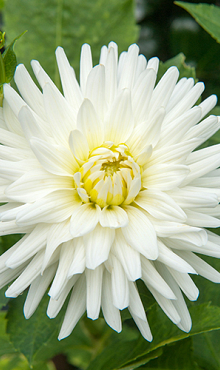 X 10 DAHLIA MY LOVE I