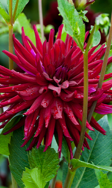 X 10 DAHLIA NUIT D'ETE I
