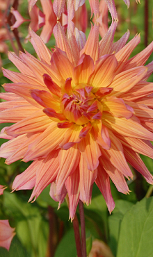 X 10 DAHLIA OMEGA I