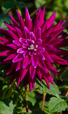 X 10 DAHLIA PURPLE GEM I