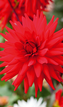 X 10 DAHLIA RED PIGMY I