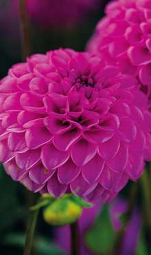 X 10 DAHLIA ROCCO I