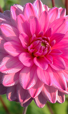X 10 DAHLIA ROSELLA I
