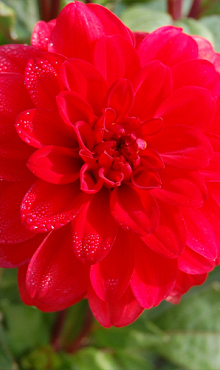 X 10 DAHLIA GALLERY SINGER I