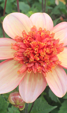 X 10 DAHLIA TOTALLY TANGERINE I