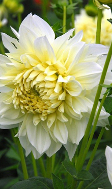 X 10 DAHLIA WHITE PERFECTION I