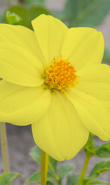 X 10 DAHLIA YELLOW SNEEZY I