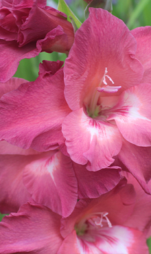 X 100 GLADIOLUS INDIAN SUMMER 12/14