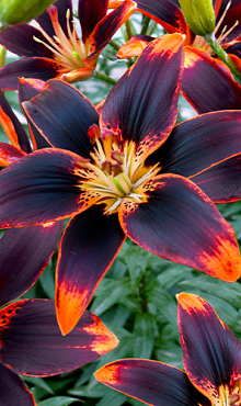 X 50 LILIUM FOREVER SUSAN 14/16