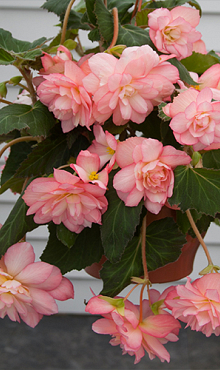 X 25 BEGONIA CASCADE FLORENCE 5/6