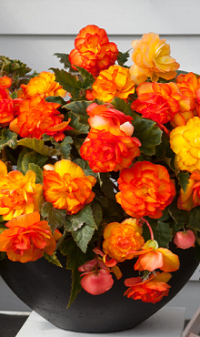 X 25 BEGONIA CASCADE SUNRAY 5/6