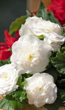 X 25 BEGONIA GRANDIFLORA WHITE 5/6