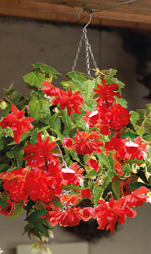 X 25 BEGONIA PENDULA RED 4/5