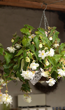 X 25 BEGONIA PENDULA WHITE 4/5