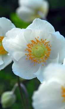 ANEMONE CORONARIA BRIDE