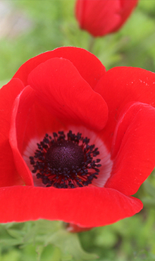 ANEMONE CORONARIA HOLLANDIA