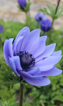 ANEMONE CORONARIA MR. FOKKER