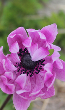 X 100 ANEMONE CORONARIA SYLPHIDE 5/6