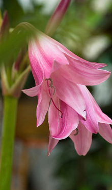 X 10 CRINUM POWELLI 20/24