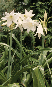 X 10 CRINUM POWELLII ALBUM 20/24