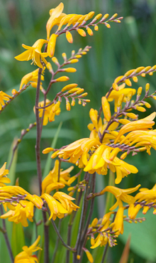 X 100 CROCOSMIA GEORGE DAVISON 8/+