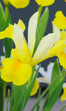 IRIS HOLLANDICA SYMPHONY
